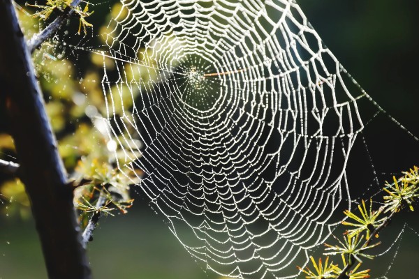 蜘蛛结网的原因，结网是蜘蛛的主要捕食手段