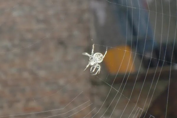 蜘蛛结网的原因，结网是蜘蛛的主要捕食手段