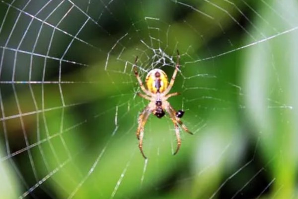 蜘蛛结网的原因，结网是蜘蛛的主要捕食手段