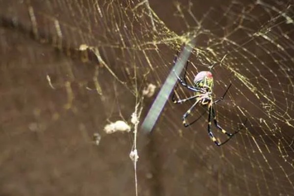 蜘蛛结网的原因，结网是蜘蛛的主要捕食手段
