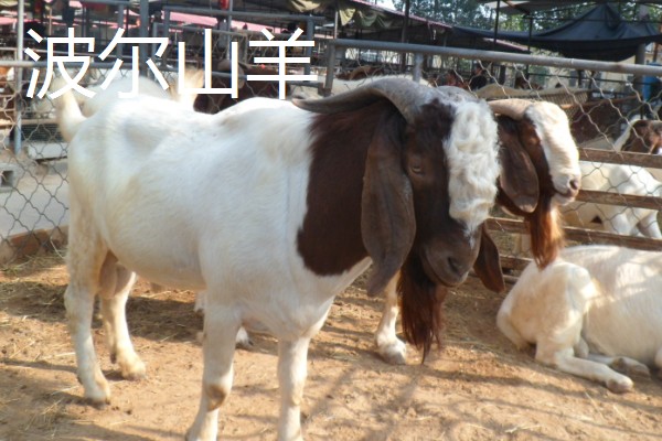羊有什么品种，波尔山羊、杜泊羊等品种很常见
