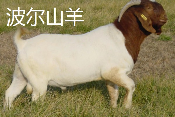 羊有什么品种，波尔山羊、杜泊羊等品种很常见