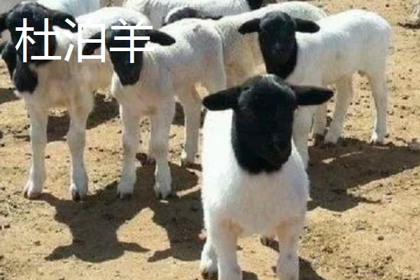 羊有什么品种，波尔山羊、杜泊羊等品种很常见