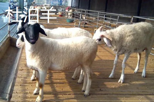 羊有什么品种，波尔山羊、杜泊羊等品种很常见