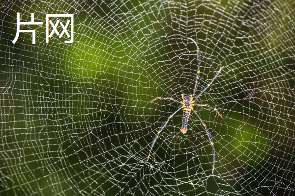 蜘蛛结网的原因，结网是蜘蛛的主要捕食手段