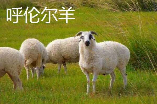 羊有什么品种，波尔山羊、杜泊羊等品种很常见