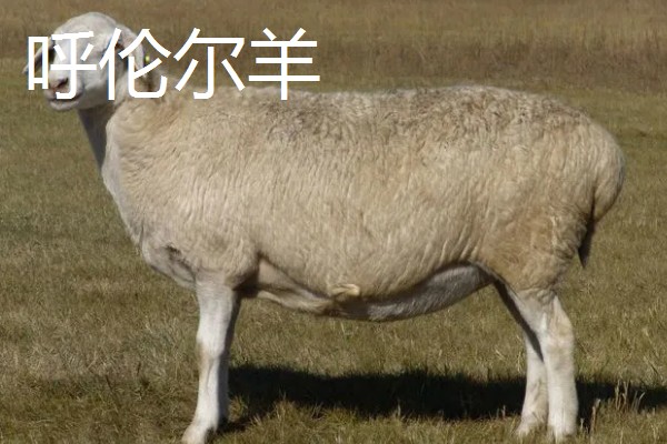羊有什么品种，波尔山羊、杜泊羊等品种很常见