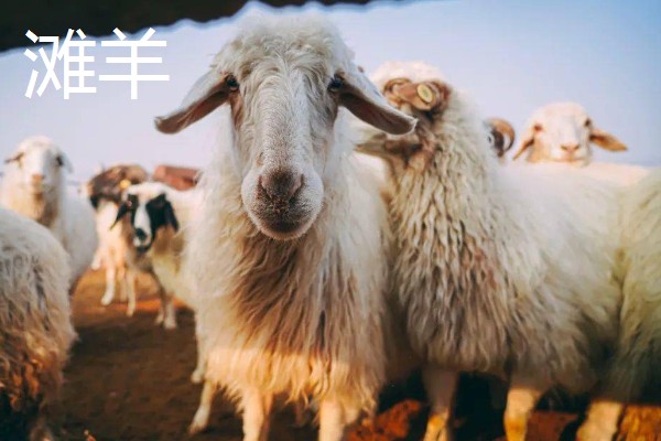羊有什么品种，波尔山羊、杜泊羊等品种很常见