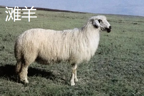 羊有什么品种，波尔山羊、杜泊羊等品种很常见