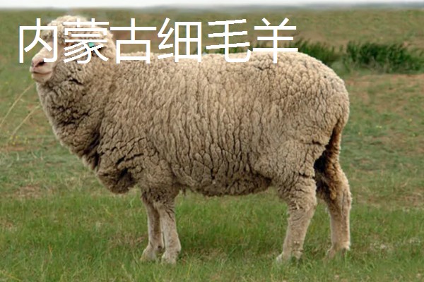 羊有什么品种，波尔山羊、杜泊羊等品种很常见