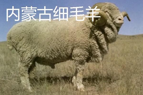 羊有什么品种，波尔山羊、杜泊羊等品种很常见