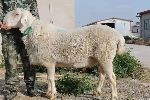 羊有什么品种，波尔山羊、杜泊羊等品种很常见