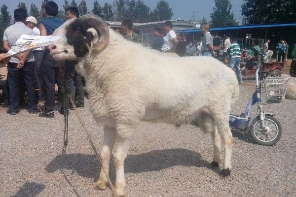 羊有什么品种，波尔山羊、杜泊羊等品种很常见