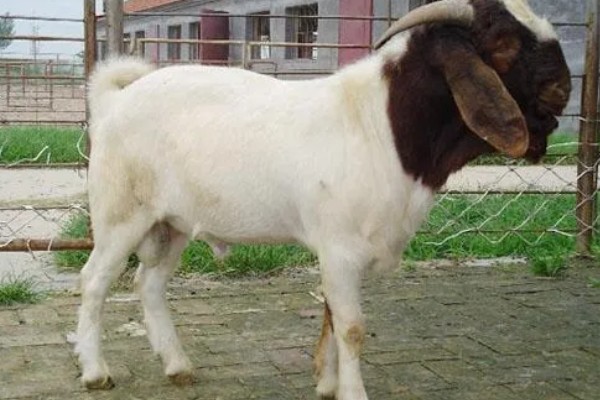 羊有什么品种，波尔山羊、杜泊羊等品种很常见