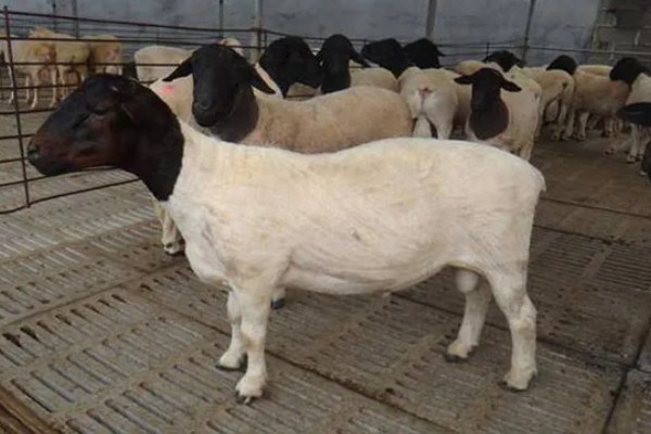羊有什么品种，波尔山羊、杜泊羊等品种很常见