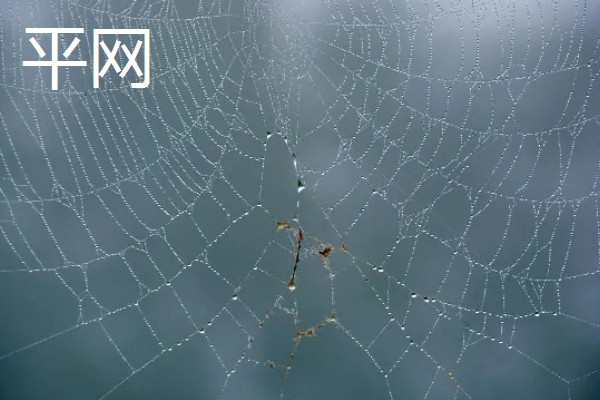 蜘蛛结网的原因，结网是蜘蛛的主要捕食手段