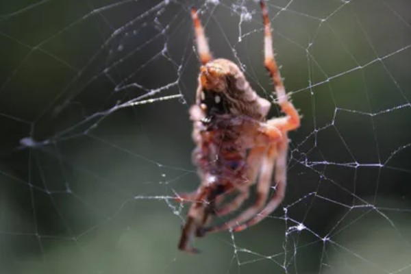 蜘蛛结网的原因，结网是蜘蛛的主要捕食手段