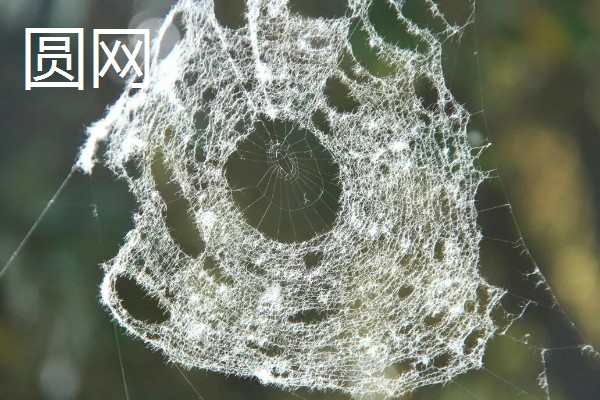 蜘蛛结网的原因，结网是蜘蛛的主要捕食手段