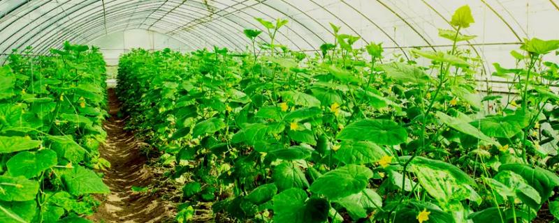 冬季蔬菜大棚怎样用补光灯，补光灯功率通常为36W