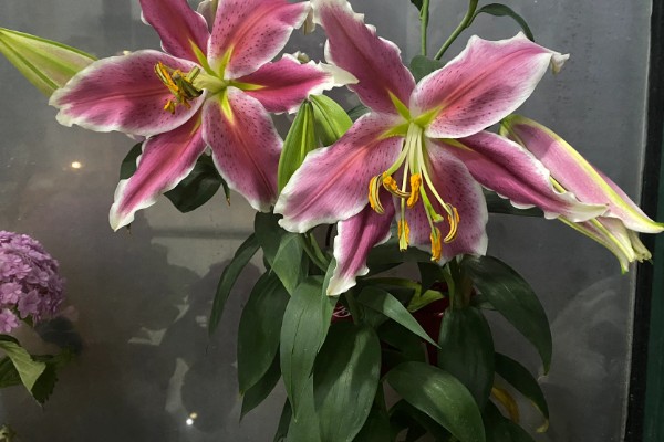 香水百合是否有毒，不含毒素但香味可能让人感到不适