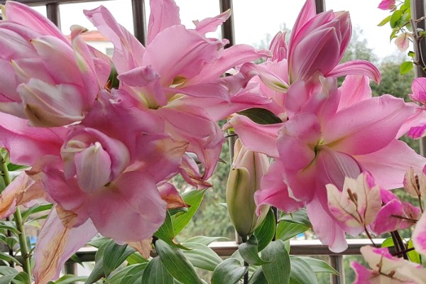 香水百合是否有毒，不含毒素但香味可能让人感到不适