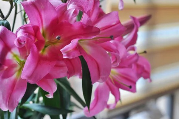 香水百合是否有毒，不含毒素但香味可能让人感到不适