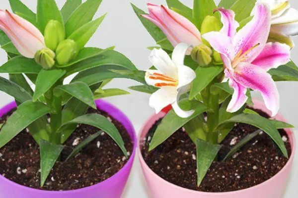 香水百合是否有毒，不含毒素但香味可能让人感到不适