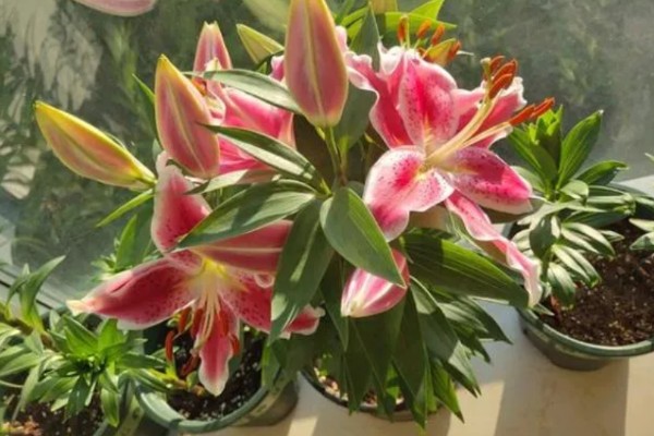 香水百合是否有毒，不含毒素但香味可能让人感到不适