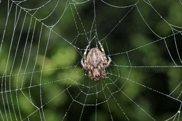 蜘蛛结网的原因，结网是蜘蛛的主要捕食手段
