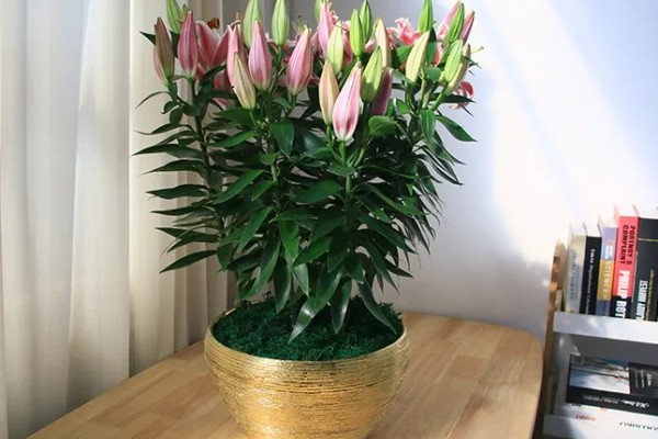 香水百合是否有毒，不含毒素但香味可能让人感到不适