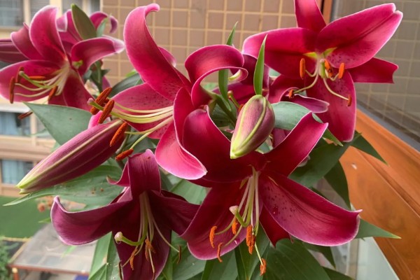 香水百合是否有毒，不含毒素但香味可能让人感到不适