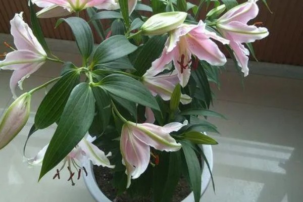 香水百合是否有毒，不含毒素但香味可能让人感到不适