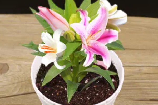 香水百合是否有毒，不含毒素但香味可能让人感到不适