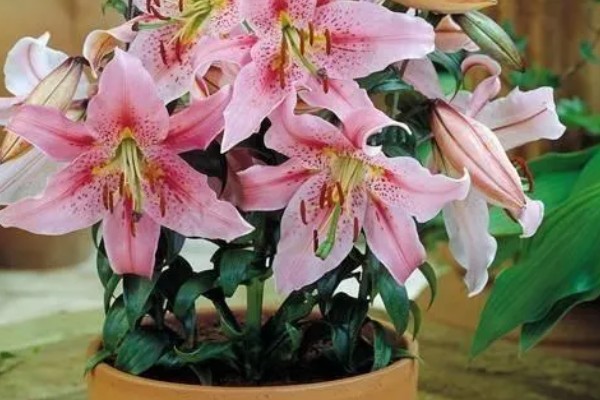 香水百合是否有毒，不含毒素但香味可能让人感到不适