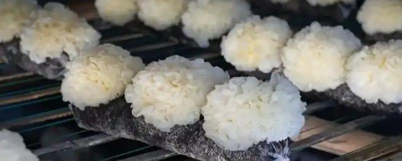 鲜银耳和干银耳的区别，外观和颜色均不同