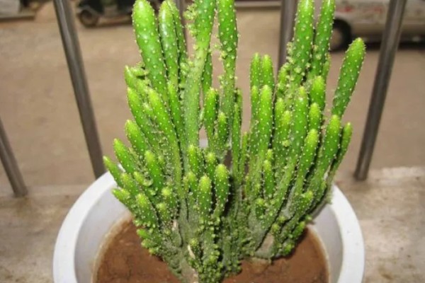 姬珊瑚有什么寓意，寓意生命顽强、生机勃勃等