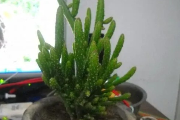 姬珊瑚有什么寓意，寓意生命顽强、生机勃勃等