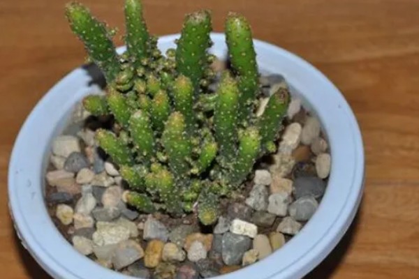 姬珊瑚有什么寓意，寓意生命顽强、生机勃勃等