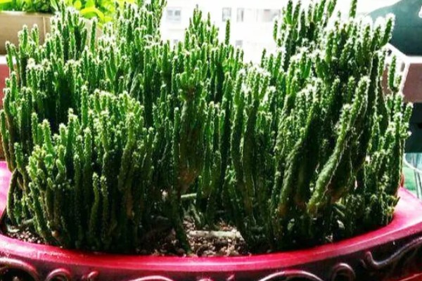 姬珊瑚有什么寓意，寓意生命顽强、生机勃勃等