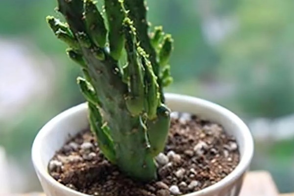 姬珊瑚有什么寓意，寓意生命顽强、生机勃勃等