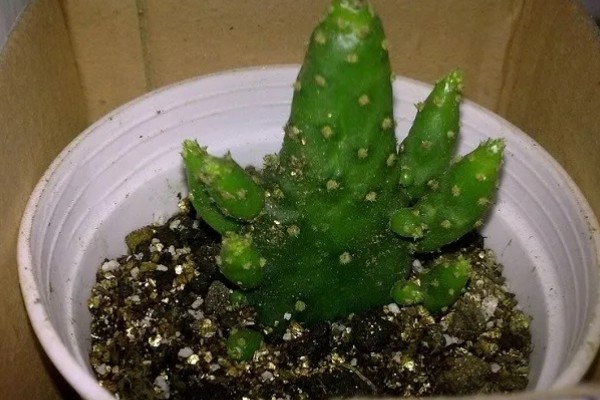 姬珊瑚有什么寓意，寓意生命顽强、生机勃勃等