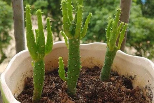 姬珊瑚有什么寓意，寓意生命顽强、生机勃勃等