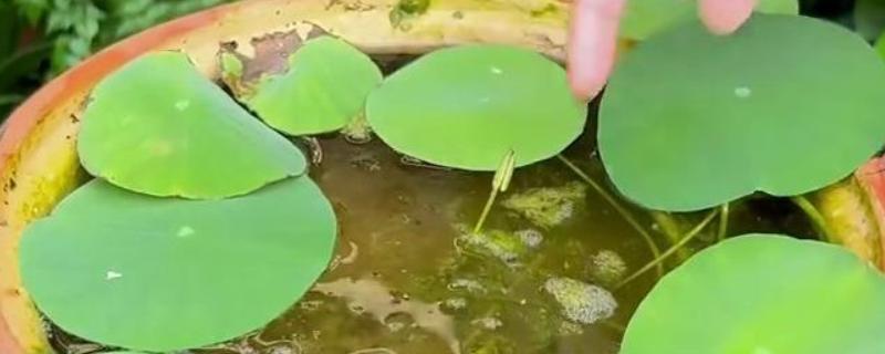 水培植物长绿藻怎么处理,需每隔5-7天更换一次培养水