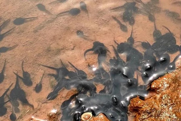 捕捞蝌蚪的工具，小网、脸盆、水瓢都可以使用