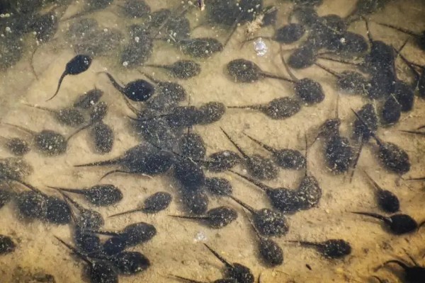 捕捞蝌蚪的工具，小网、脸盆、水瓢都可以使用