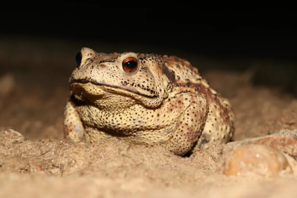 捕捞蝌蚪的工具，小网、脸盆、水瓢都可以使用