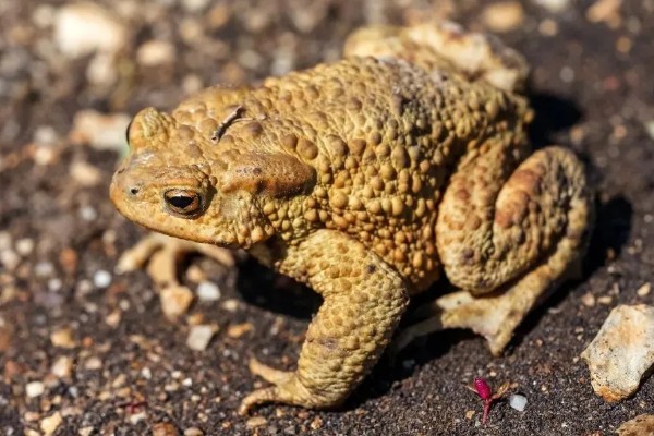 捕捞蝌蚪的工具，小网、脸盆、水瓢都可以使用