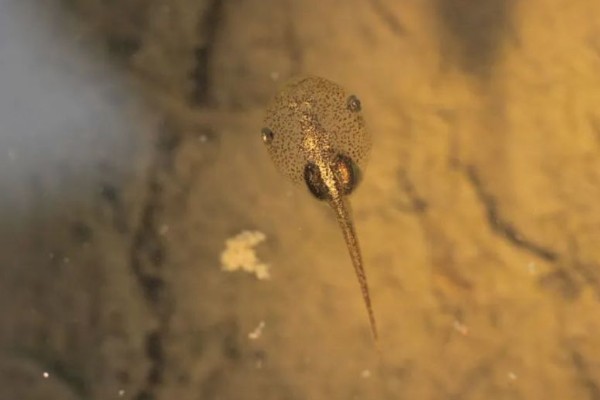 捕捞蝌蚪的工具，小网、脸盆、水瓢都可以使用