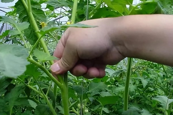 西红柿打杈的方法，分为单干、双干整枝法