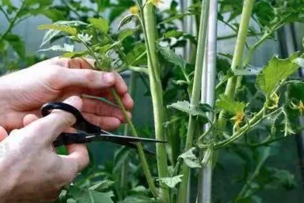 西红柿打杈的方法，分为单干、双干整枝法